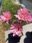 Preview: Echinopsis morgenrot